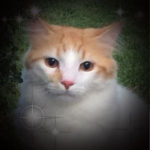 Meet your Posher, Guillermo